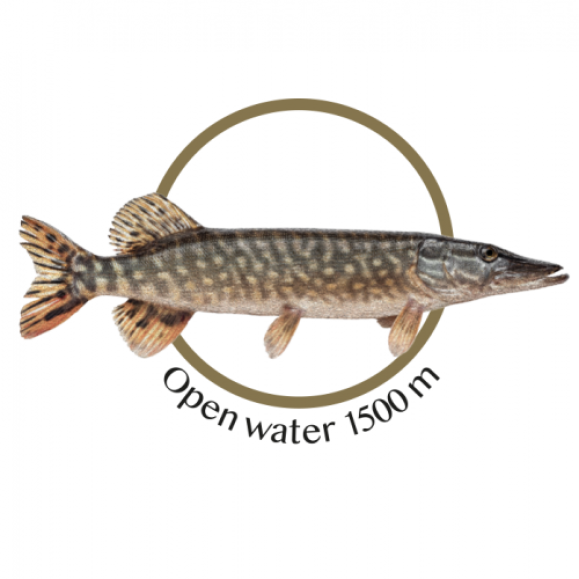 Gjedda (lørdag 20.juni)