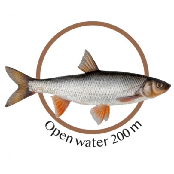 Gullbusten (lørdag 20. juni)